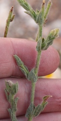 Hermannia stipulacea