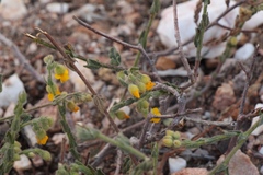 Hermannia stipulacea
