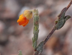 Hermannia stipulacea
