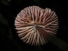 Mycena holoporphyra
