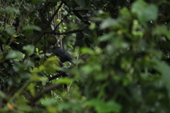 Melanotis caerulescens