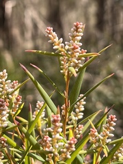 Leucopogon australis