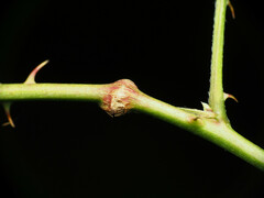 Neolasioptera nodulosa