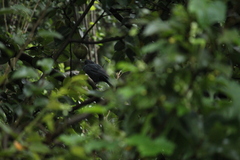 Melanotis caerulescens