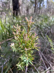 Leucopogon australis