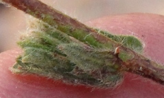 Hermannia stipulacea