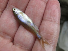 Cyprinella lutrensis