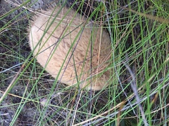Tachyglossus aculeatus setosus