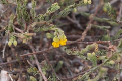 Hermannia stipulacea