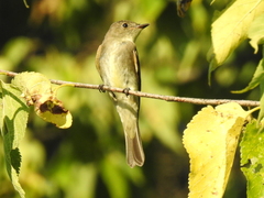 Tyrannidae