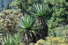 Furcraea parmentieri