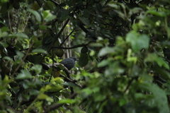 Melanotis caerulescens