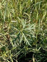 Aconitum barbatum