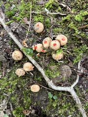 Calostoma ravenelii