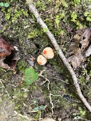 Calostoma ravenelii