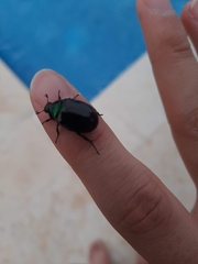 Paranomala cincta