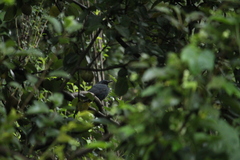 Melanotis caerulescens