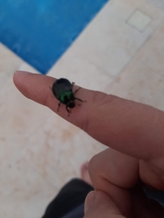 Paranomala cincta