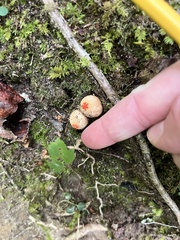 Calostoma ravenelii