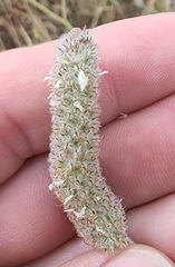 Dalea albiflora