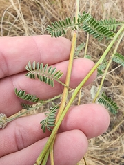 Dalea albiflora