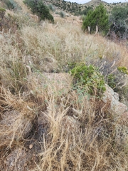 Dalea albiflora