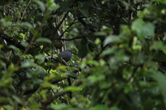 Melanotis caerulescens
