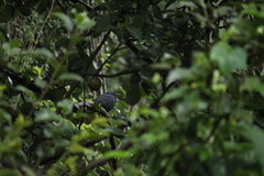 Melanotis caerulescens