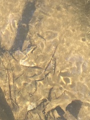 Hypentelium nigricans