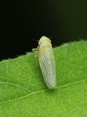 Graminella nigrifrons