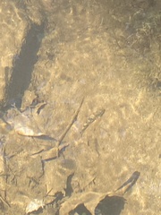 Hypentelium nigricans