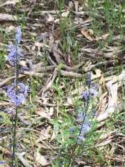 Caesia calliantha