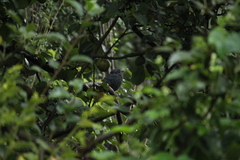 Melanotis caerulescens