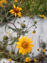 Simsia amplexicaulis