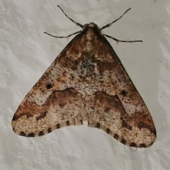 Erannis defoliaria