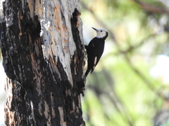 Dryobates albolarvatus