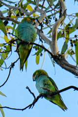 Parvipsitta porphyrocephala