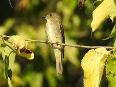Tyrannidae