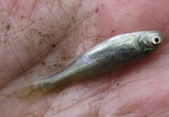 Cyprinella lutrensis