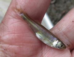 Cyprinella lutrensis