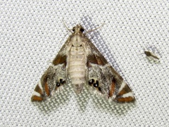Petrophila jaliscalis