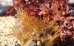 Abietinaria