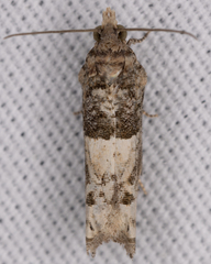 Chimoptesis chrysopyla