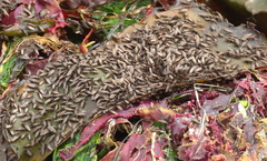 Coelopidae