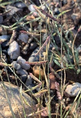 Bouteloua barbata