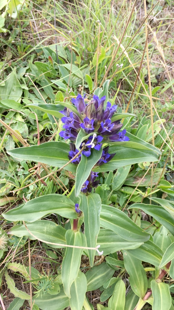 Cruciata
