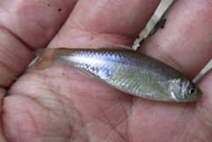 Cyprinella lutrensis