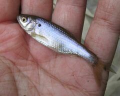 Cyprinella lutrensis