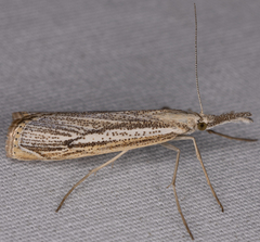 Agriphila attenuatus