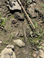 Cyperus erythrorhizos